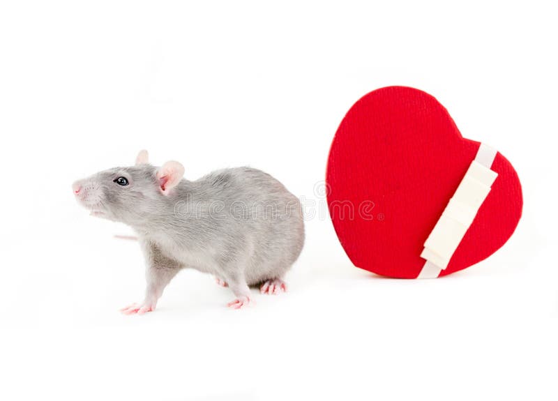 Love And Health As A Mouse Trap Valentine Rat Sweet Photo