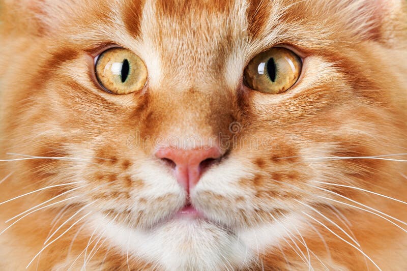 Cute red cat face, close up