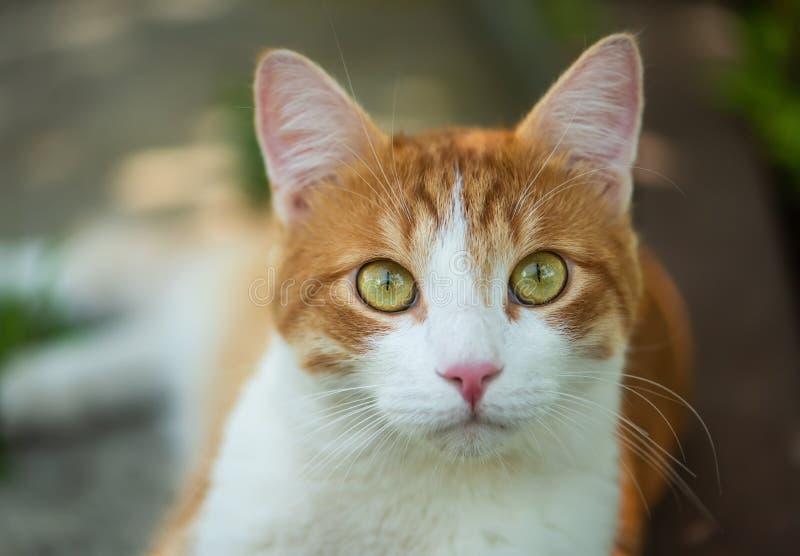 Cute Red Cat With Green Eyes Closeup Stock Photo Image of leaves