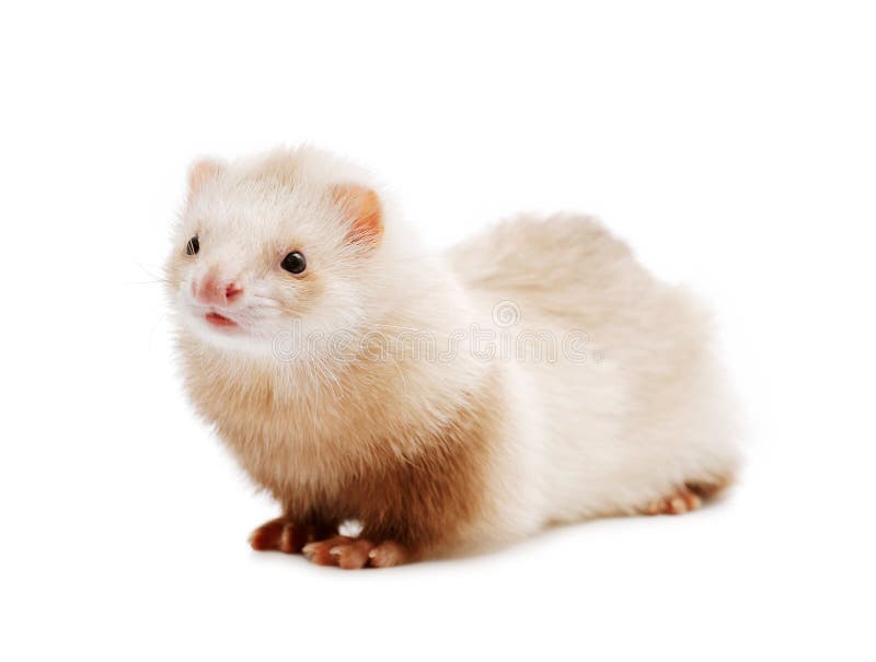 Cute red ferret stock photo. Image of cute, studio, shot 71882816