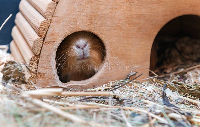 Cute red guinea pig hiding in wooden house royalty free stock photo Cute red guinea pig hiding in wooden house royalty free stock photo