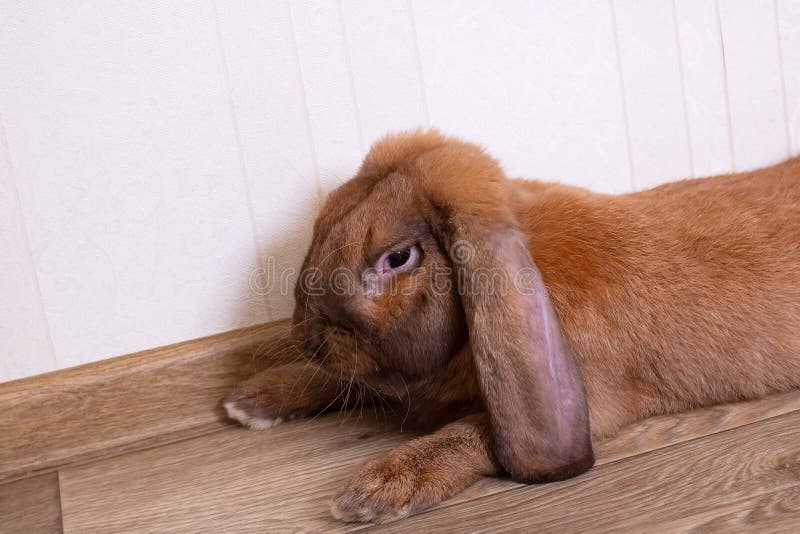 Cute Red House Rabbit in the Room Stock Photo Image of apartment