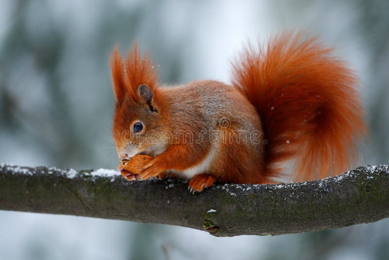 Cute red orange squirrel eats a nut in winter scene with snow royalty free stock image