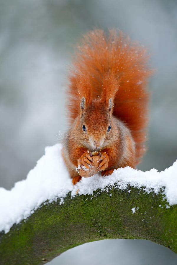 Cute red orange squirrel eats a nut in winter scene with snow royalty free stock photo