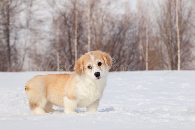 Cute red puppy welsh corgi pembroke walk outdoor, run, having fun in white snow park, winter forest. Concept purebred dog