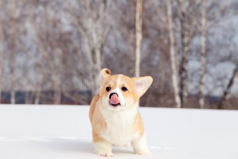 Cute red puppy welsh corgi pembroke walk outdoor, run, having fun in white snow park, winter forest. Concept purebred dog