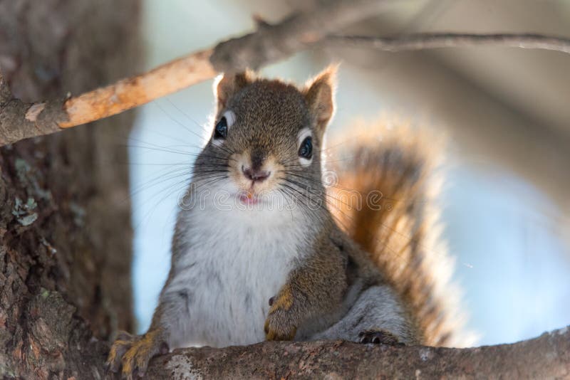 Cute Red squirrel, close up, perched, sitting up on branch in a Northern Ontario woods. royalty free stock images Cute Red squirrel, close up, perched, sitting up on branch in a Northern Ontario woods. royalty free stock images