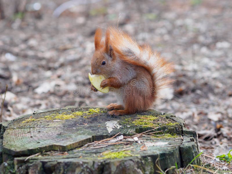 Cute red squirrel eating apple fruit and posing on the stump in