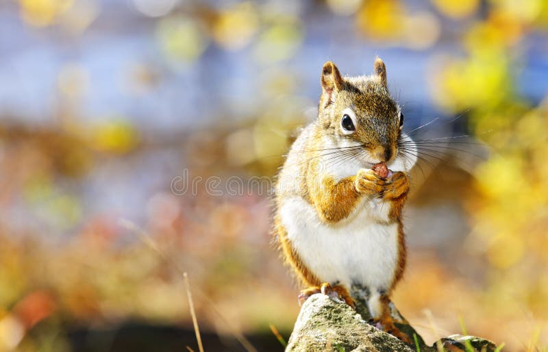 Cute red squirrel eating nut royalty free stock photos