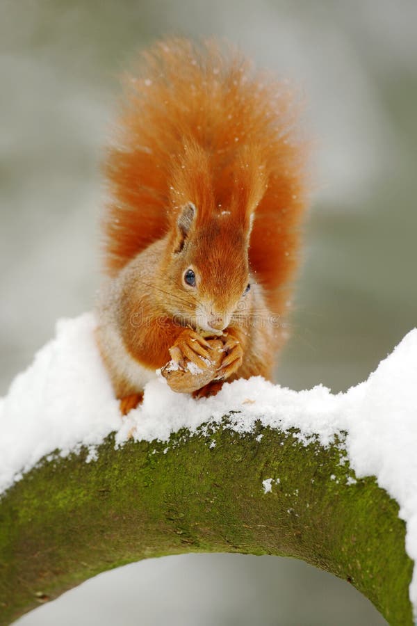 Cute red squirrel eats a nut in winter scene with snow royalty free stock images