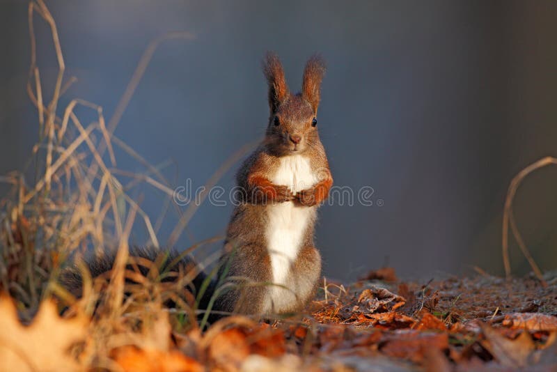 Cute red squirrel with long pointed ears eats a nut in autumn orange scene with nice deciduous forest in the background, hidden in. Leaves royalty free stock image Cute red squirrel with long pointed ears eats a nut in autumn orange scene with nice deciduous forest in the background, hidden in. Leaves royalty free stock image