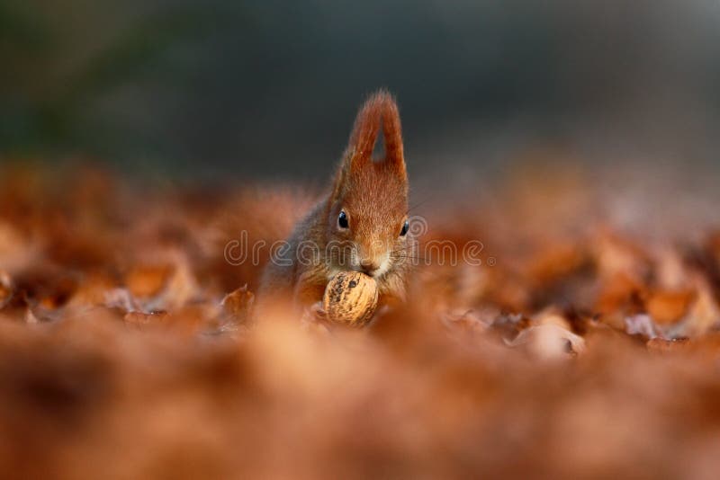 Cute red squirrel with long pointed ears eats a nut in autumn orange scene with nice deciduous forest in the background royalty free stock photos Cute red squirrel with long pointed ears eats a nut in autumn orange scene with nice deciduous forest in the background royalty free stock photos