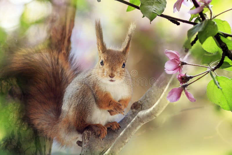 Red squirrel sits in a spring blooming garden among pink apple blossoms royalty free stock photo
