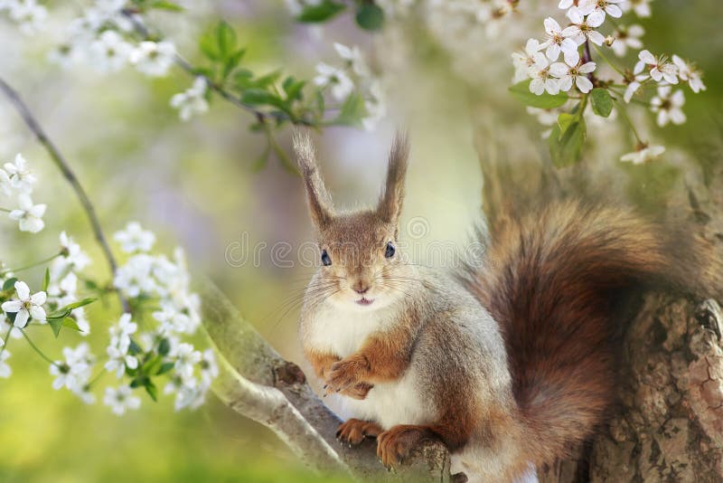 Cute red squirrel sits in the spring garden in the branches of a white cherry blossom stock photography