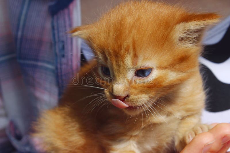 six month old red tabby cat six month old red tabby cat