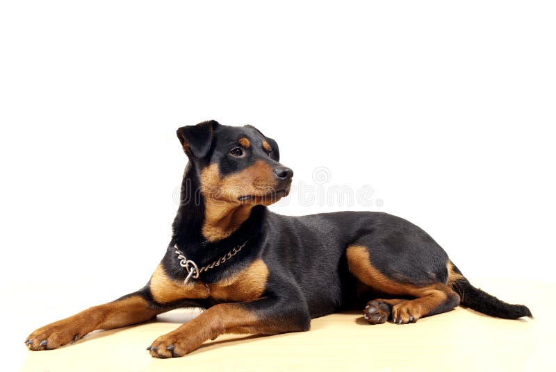 Cute Rottweiler Pincher