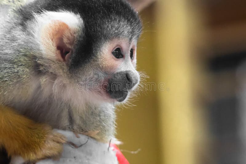 Cute saimiri bolivian squirrel monkey portrait close up