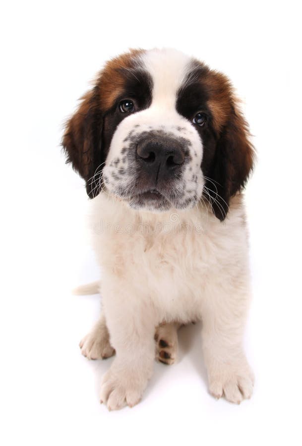 st bernard cute puppies