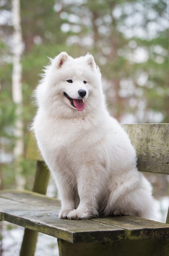 Cute samoyed dog stock image. Image of sunshine, pets - 37779037