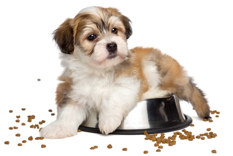 Cute sated Havanese puppy dog is lying on a metal food bowl