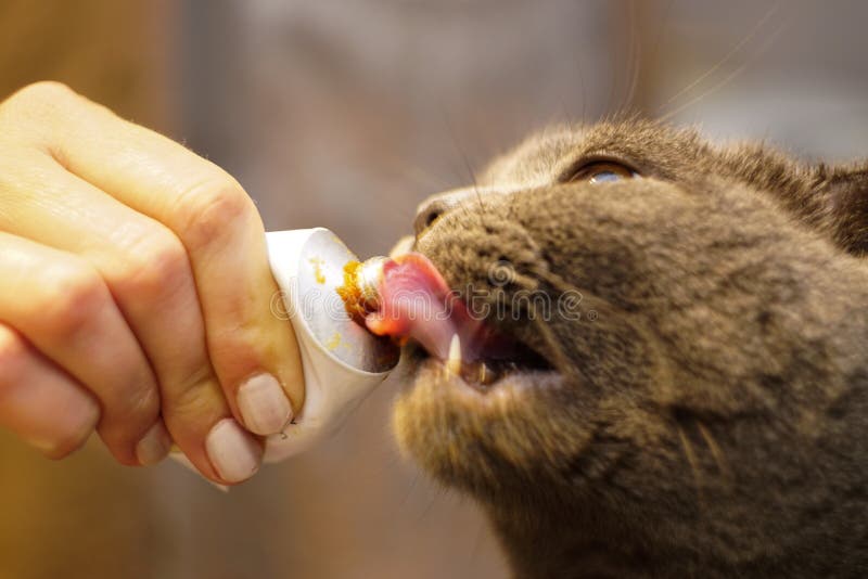 Cute scottish fold cat eating malt paste close up view.