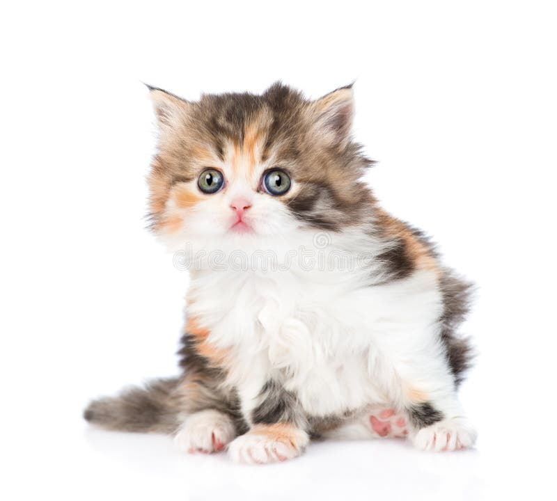 Cute Scottish kitten looking at camera. isolated on white