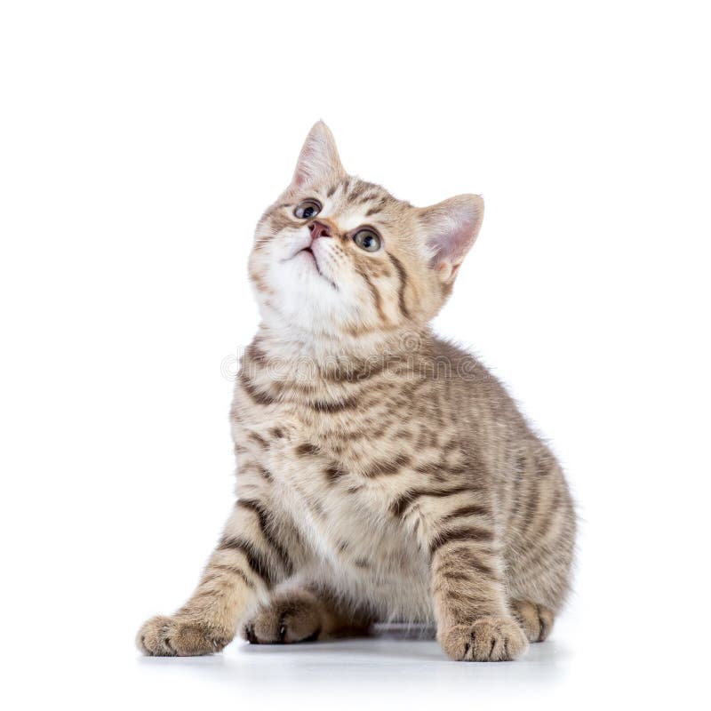 Cute scottish shorthair kitten cat looks up isolated