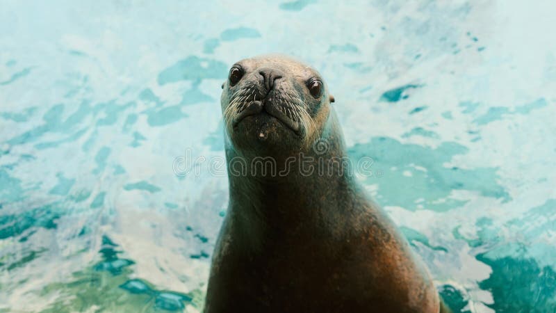 Sea lion in aquarium royalty free stock photo