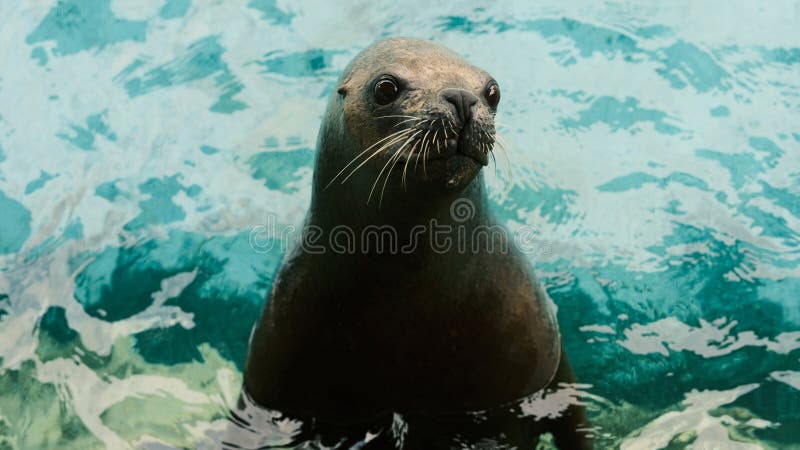 Sea lion in aquarium royalty free stock image