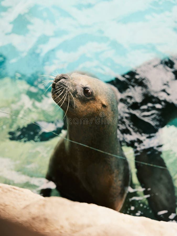 Sea lion in aquarium stock images