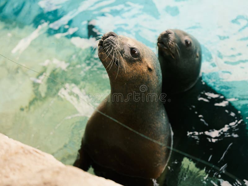 Sea lion in aquarium royalty free stock images