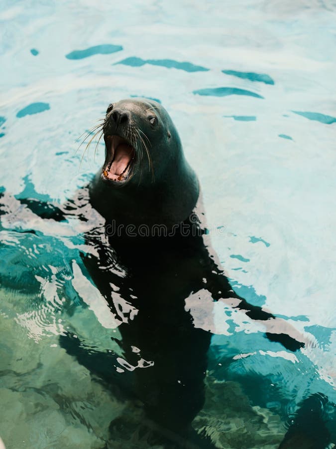 Sea lion in aquarium stock photos
