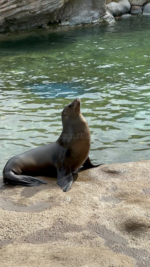 Sea lion in aquarium royalty free stock photo