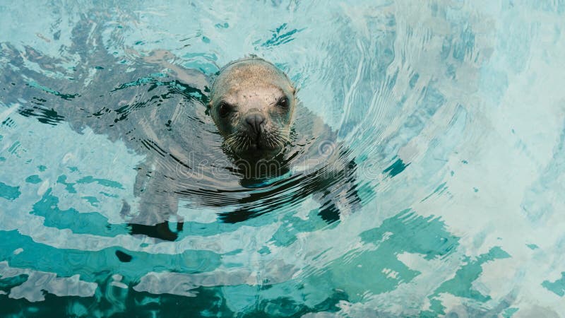 Sea lion in aquarium royalty free stock images