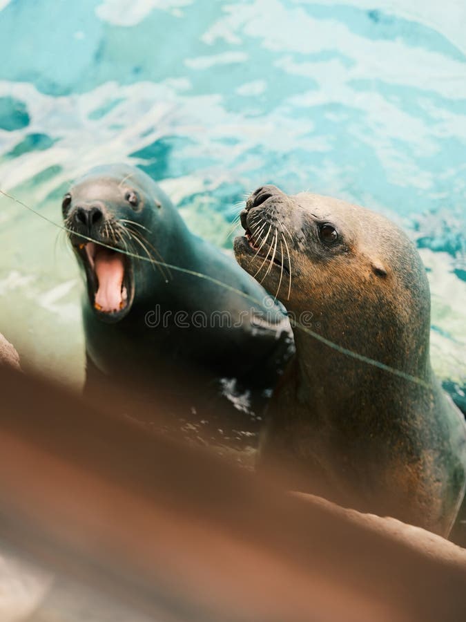 Sea lion in aquarium royalty free stock photography