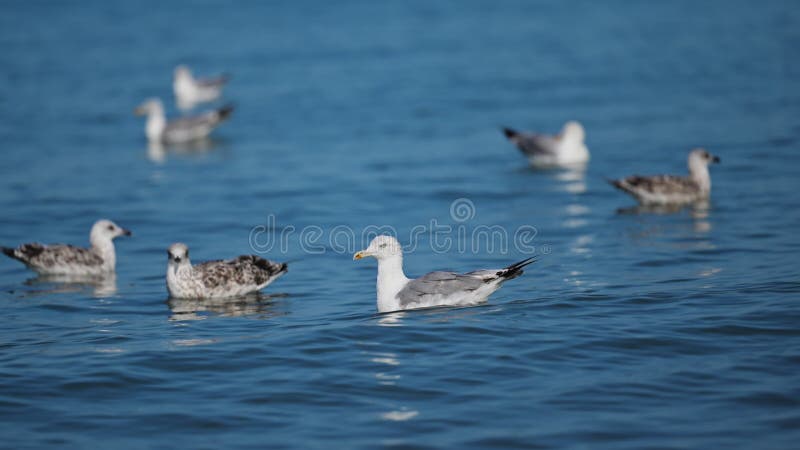 Cute seabirds enjoying freedom on calm ocean waves slowmo stock video