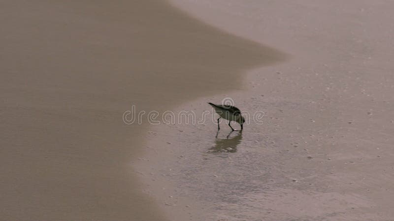 Cute seagull walking on white sand near gentle seashore water waves with copyspace 4k