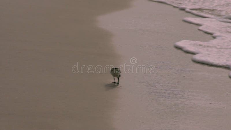 Cute seagull walking on white sand near gentle seashore water waves with copyspace 4k