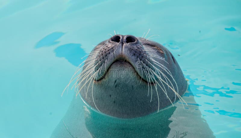 Cute seal.