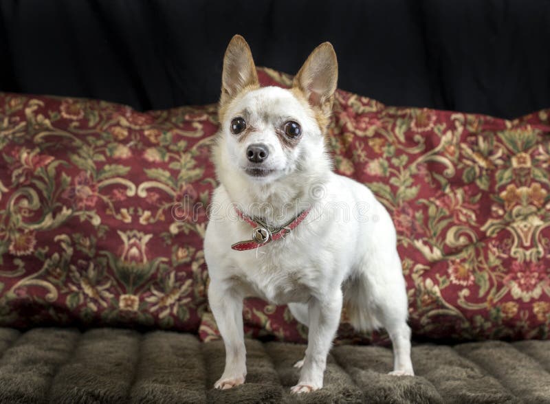 Cute senior Chihuahua dog on the couch stock image Cute senior Chihuahua dog on the couch stock image