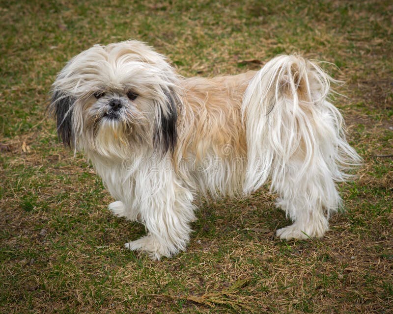 Cute And Shaggy Ungroomed Shih Tzu Dog Stock Photo Image