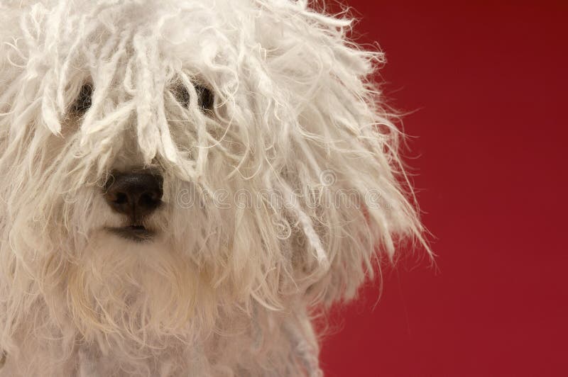 Closeup of cute shepherd dog on red background. Puli stock images, royalty-free photos and pictures