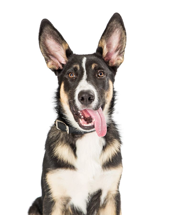 Closeup Cute Puppy Tongue Hanging Out Stock Photo - Image of happy