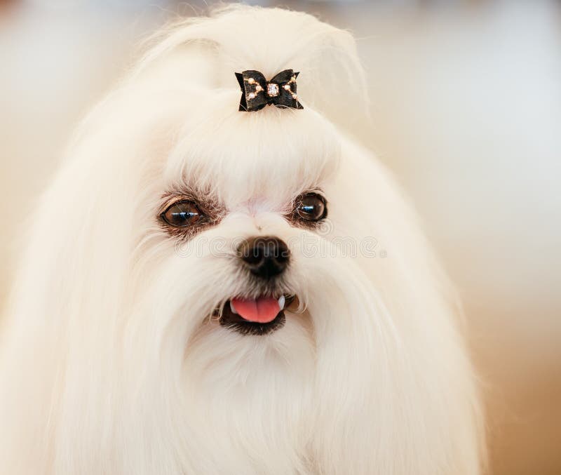 The Adorable and Cute Shih Tzu Puppy with Chew Toy