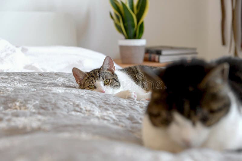 Cute Shorthair Cats Lying on a Soft Bed Stock Image Image of