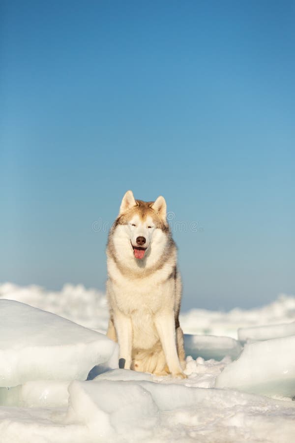 Cute Siberian husky dog sitting on ice floe on the frozen Okhotsk sea background