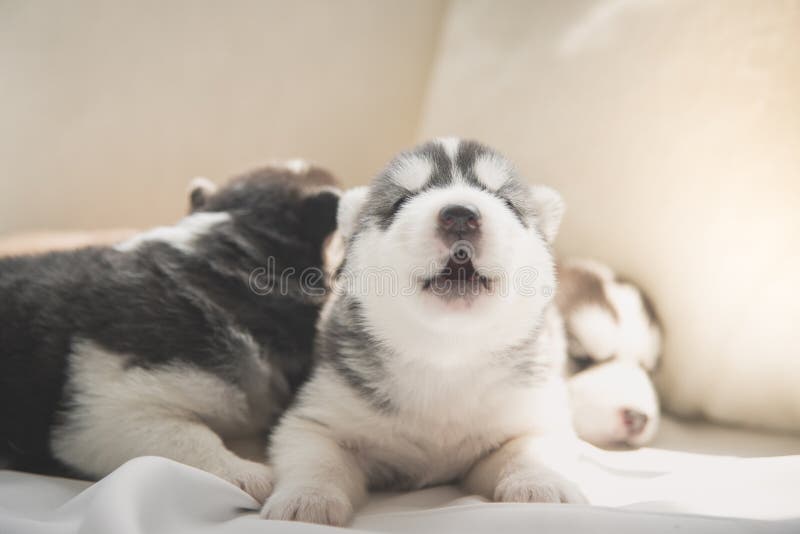 Cute Siberian Husky Puppies Lying on White Bed Stock Photo Image of