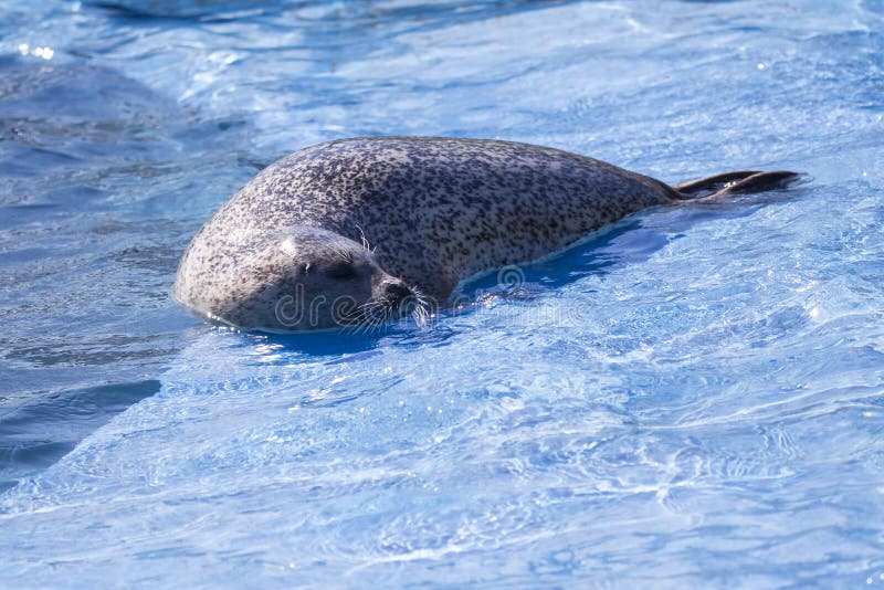 Cute side lit harbour seal lying down on platform in basin with head out of water. During sunny morning royalty free stock images Cute side lit harbour seal lying down on platform in basin with head out of water. During sunny morning royalty free stock images