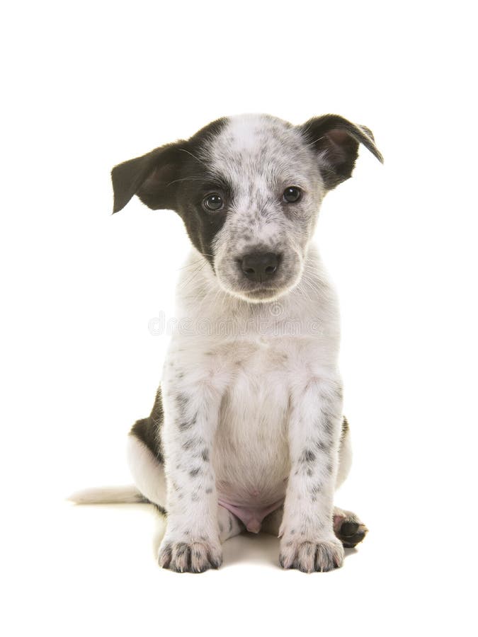 australian shepherd cattle dog mix