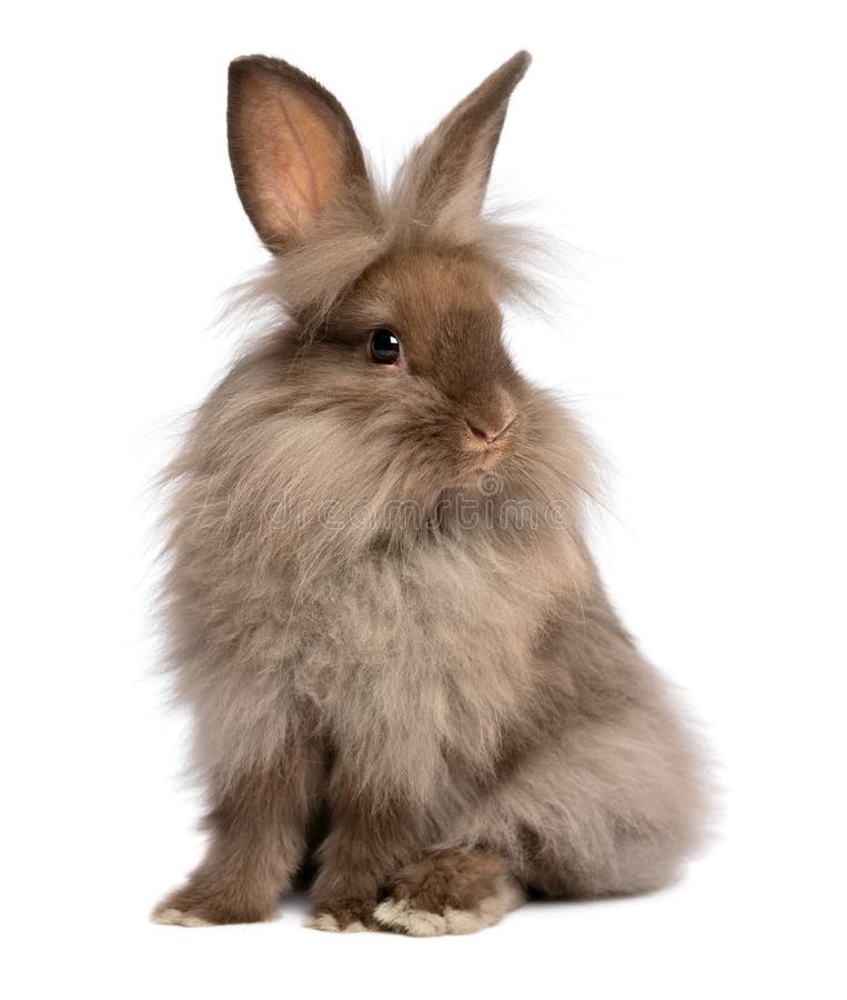 Un simpatico salotto color cioccolato lionhead coniglietto, su sfondo bianco.